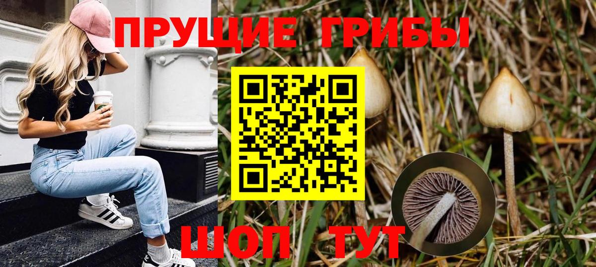 Псилоцибиновые грибы Psilocybe  Вход с VPN  наркошоп  Галлюциногенные грибы Psilocybe  Каспийск 